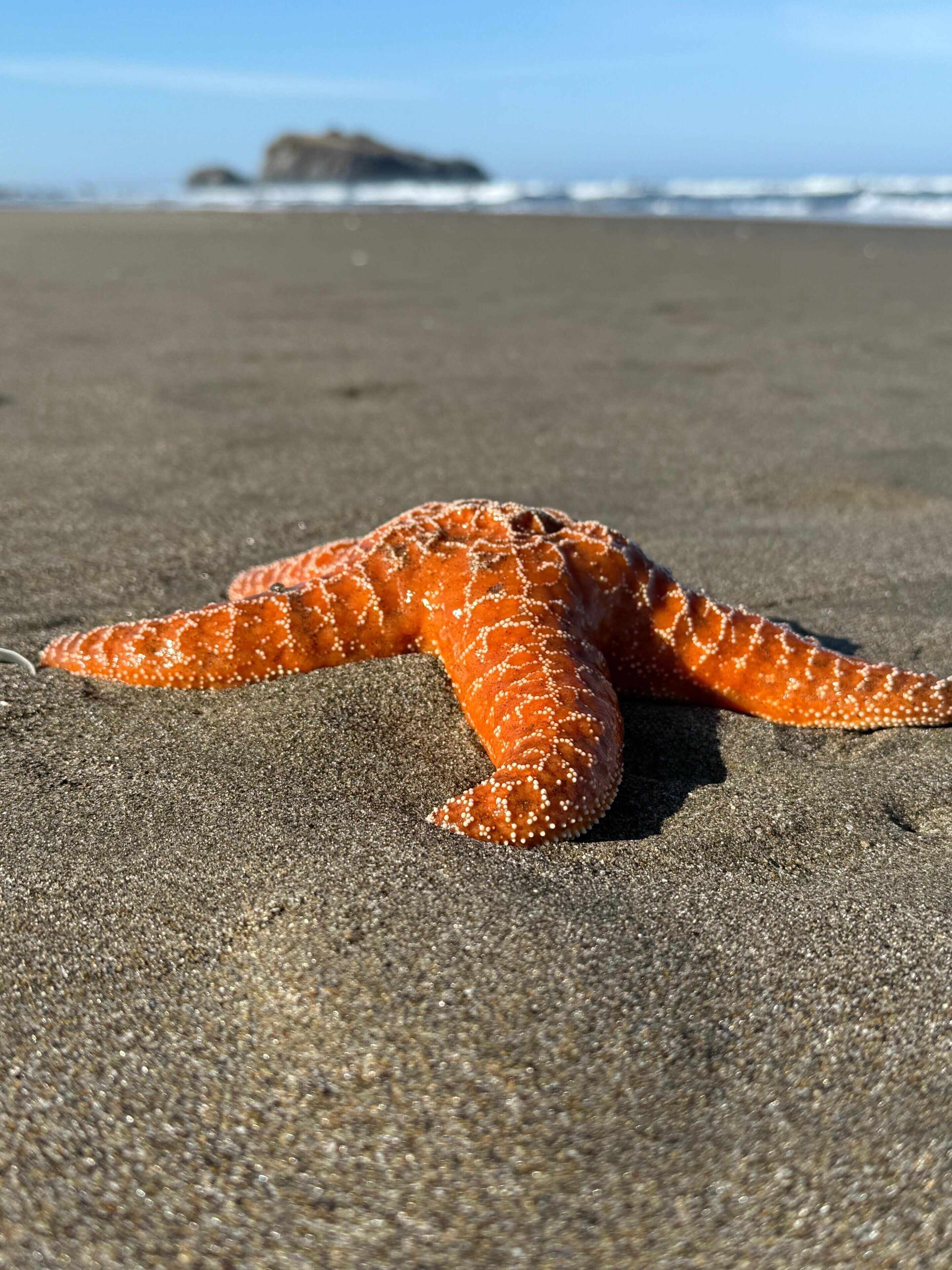 Une étoile de mer sur une plage de sable, avec des vagues de l’océan en arrière-plan.