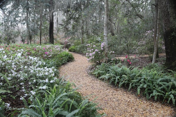 A forested pathway with a gravel surface, surrounded by various plants and trees. - St Simons Island gorgeous MARSHFRONT VIEW, pool, Pond, Near Beach, FLETC (St Simons Island)