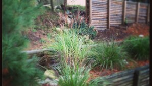 Um jardim com diversas plantas e uma cerca de madeira ao fundo.
