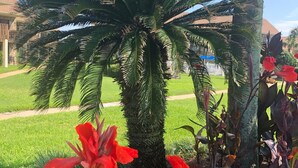 Eine Palme mit roten Blüten in einem gepflegten Garten.