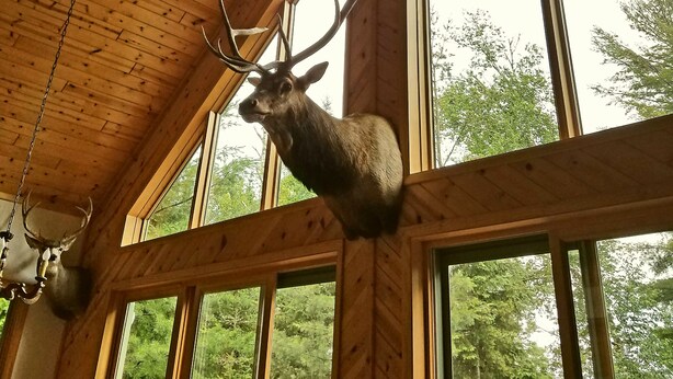 A room with wooden walls and ceiling, large windows, and a mounted deer head.