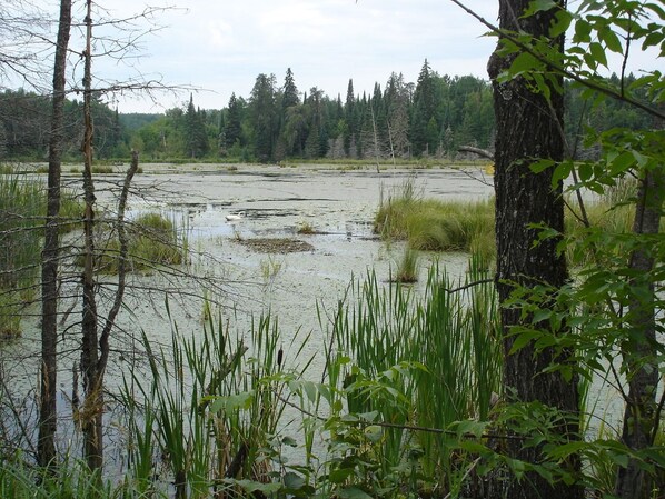 A natural landscape with a water body surrounded by trees and vegetation.