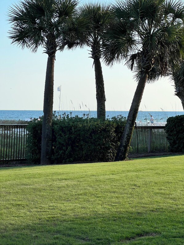 A grassy area with palm trees and a view of the ocean.