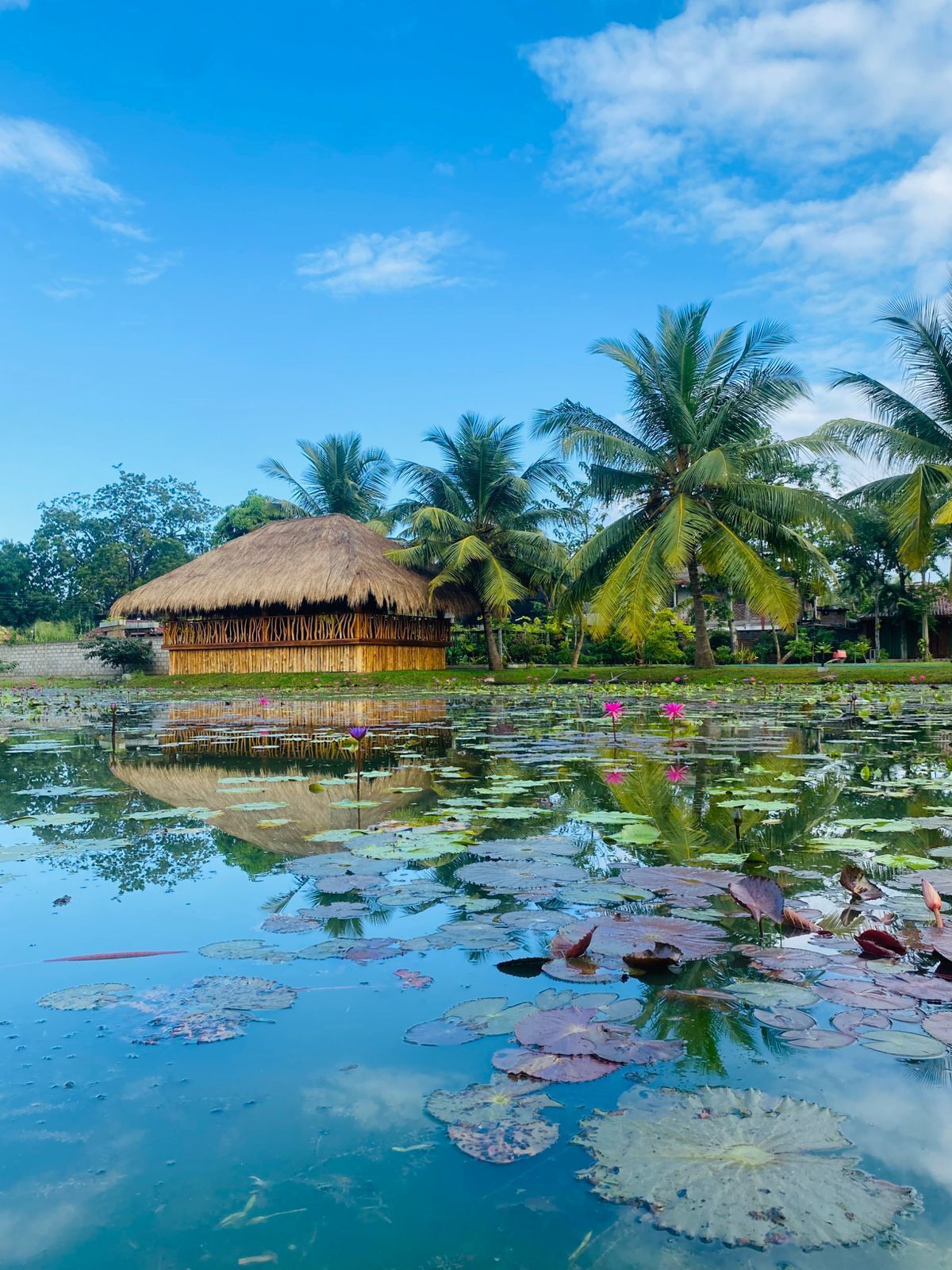 Pemandangan sekitar dari properti