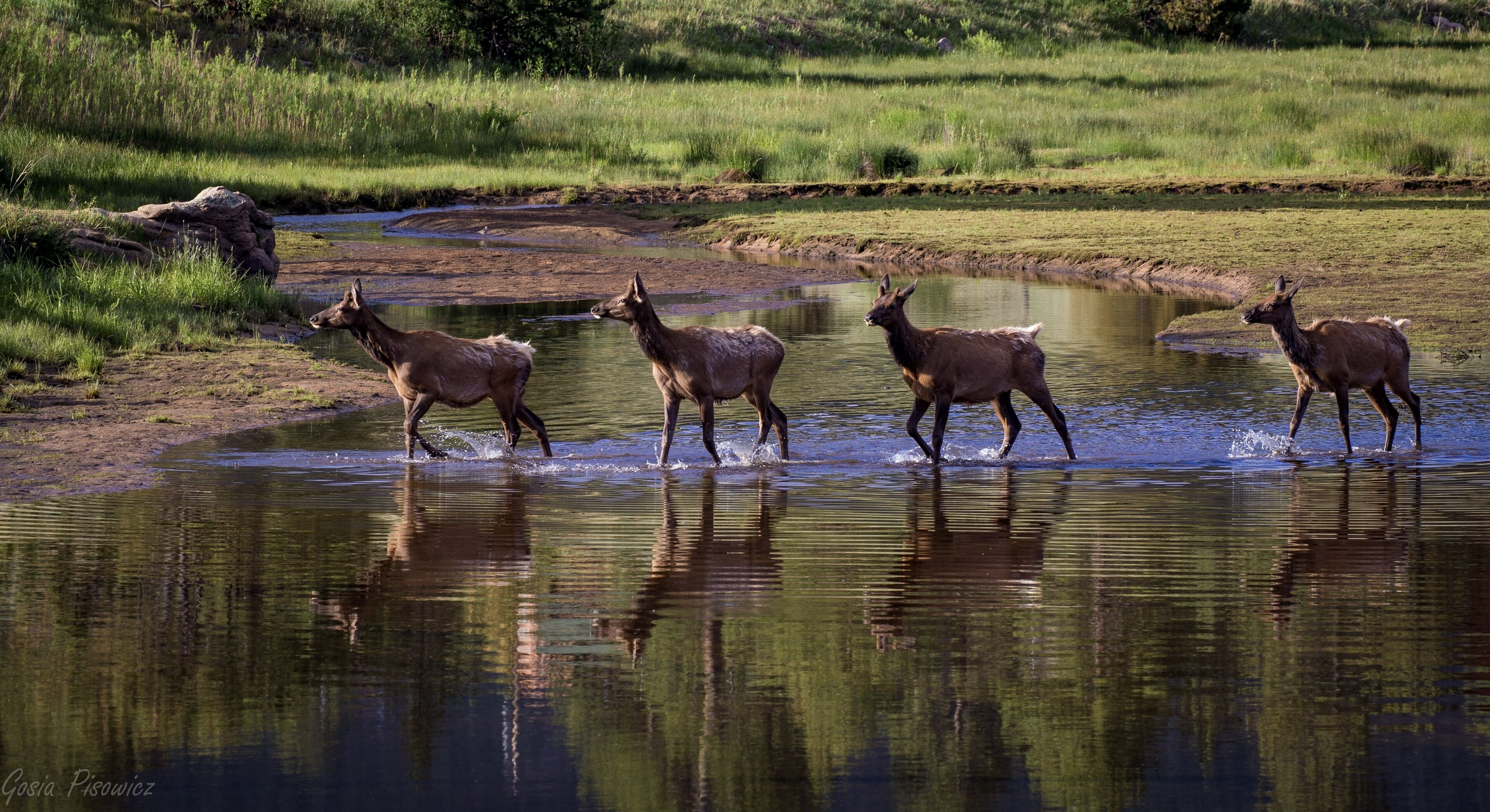 A group of deer crossing a shallow water body in a natural setting with grassy banks and trees in the background.
