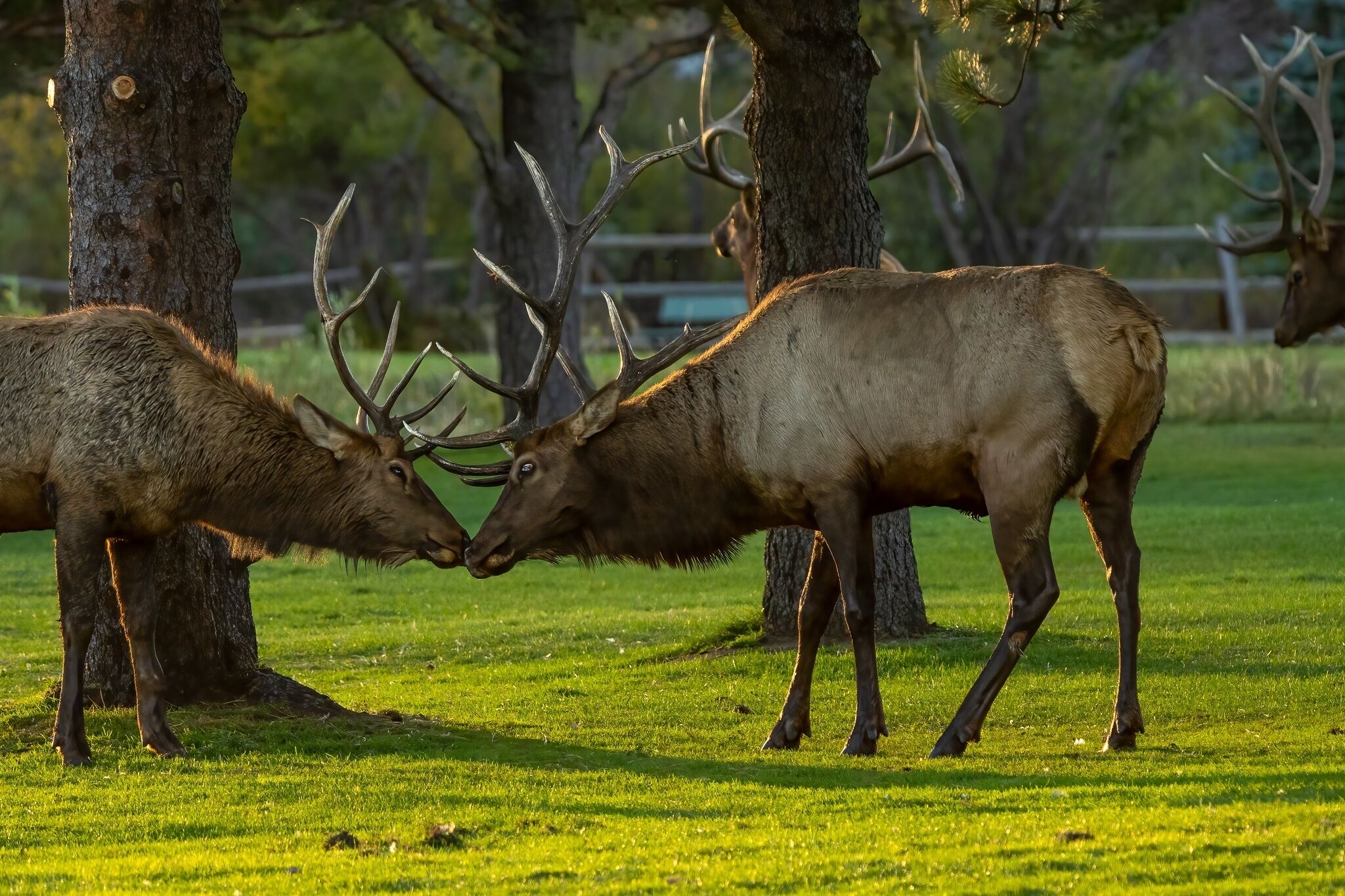 Two elk in a grassy field with trees in the background.