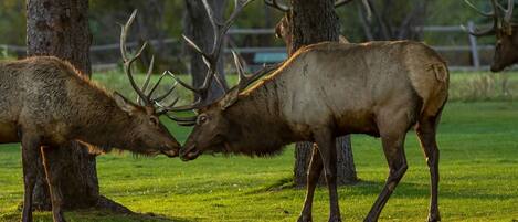 Two elk in a grassy field with trees in the background.