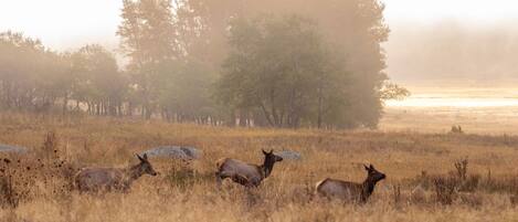 A field with elk grazing, trees in the background, and a misty atmosphere.
