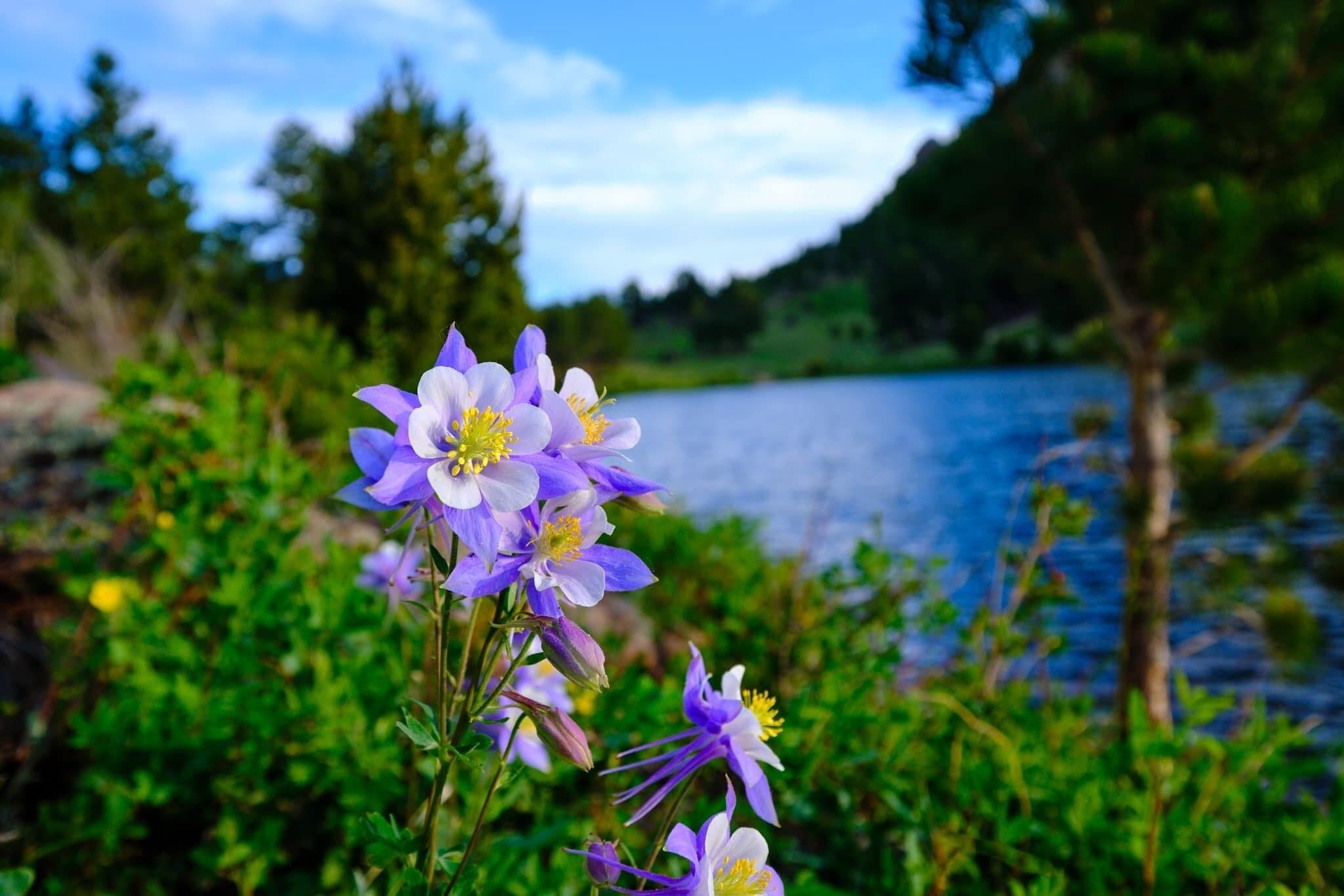 Un paisaje natural con agua y vegetación.