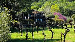 A two-story house with a balcony, surrounded by a vineyard and trees. - Sonoma Valley-Beautiful Glen Ellen Wine Country Retreat - Amenities Galore! (Glen Ellen)