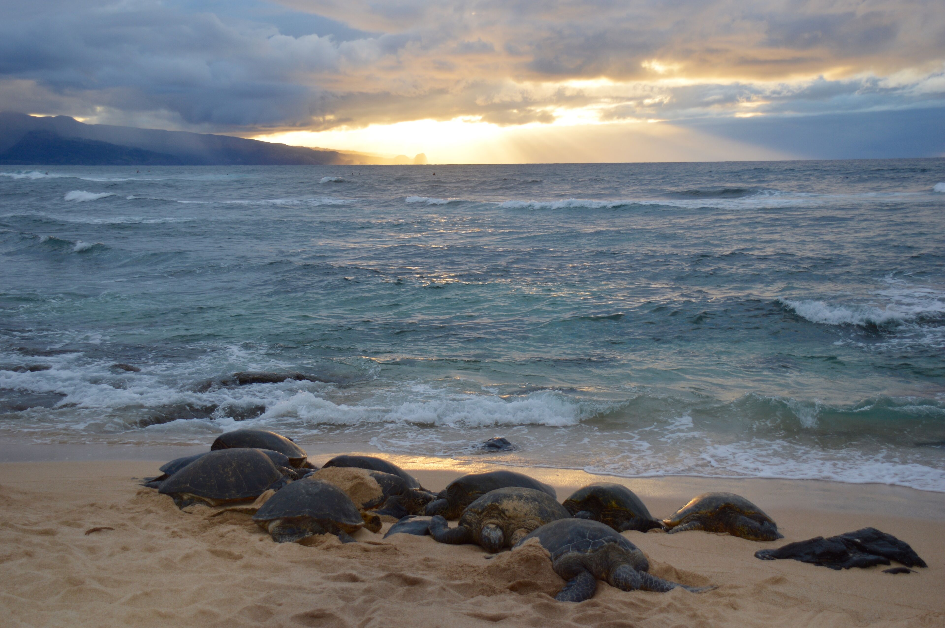 Une plage où l’on peut voir des tortues sur le sable, avec l’océan en arrière-plan.
