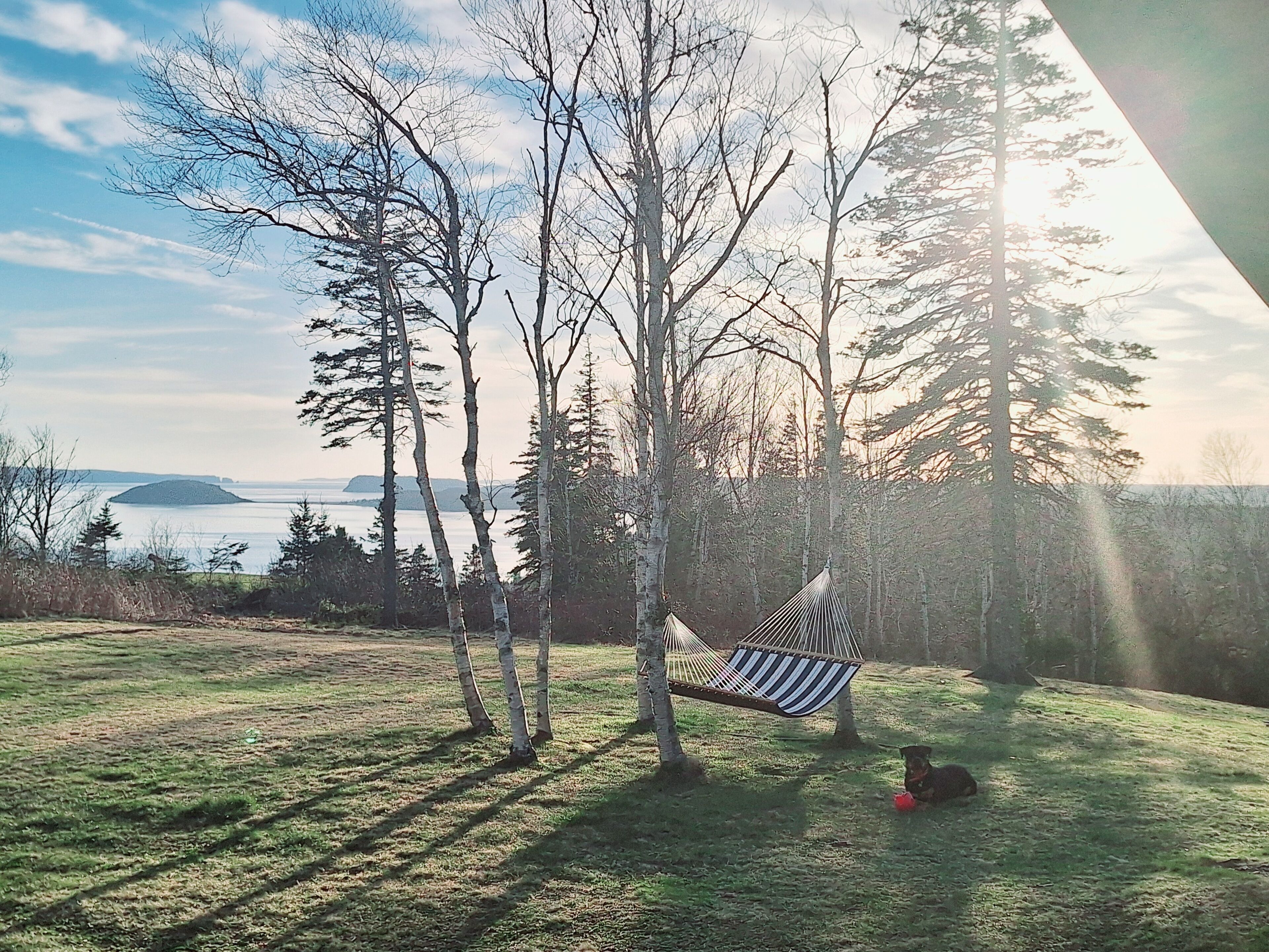 A hammock in a grassy area with trees and a view of a body of water.