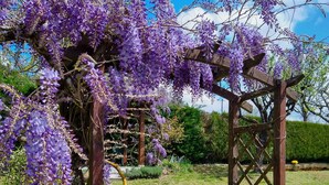 Une pergola en bois, ornée de plantes grimpantes aux fleurs violettes, une pelouse verdoyante et une haie en arrière-plan.