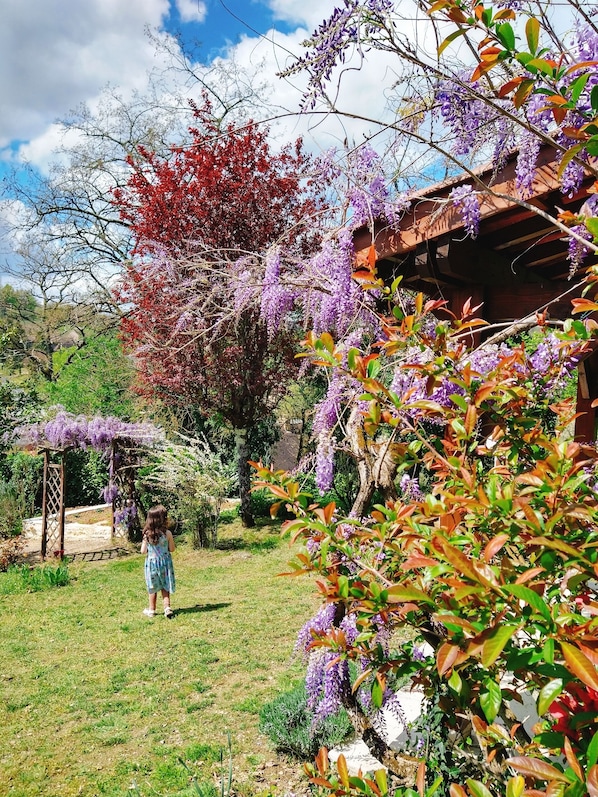 A garden with a wooden pergola, lush greenery, and purple flowering vines.