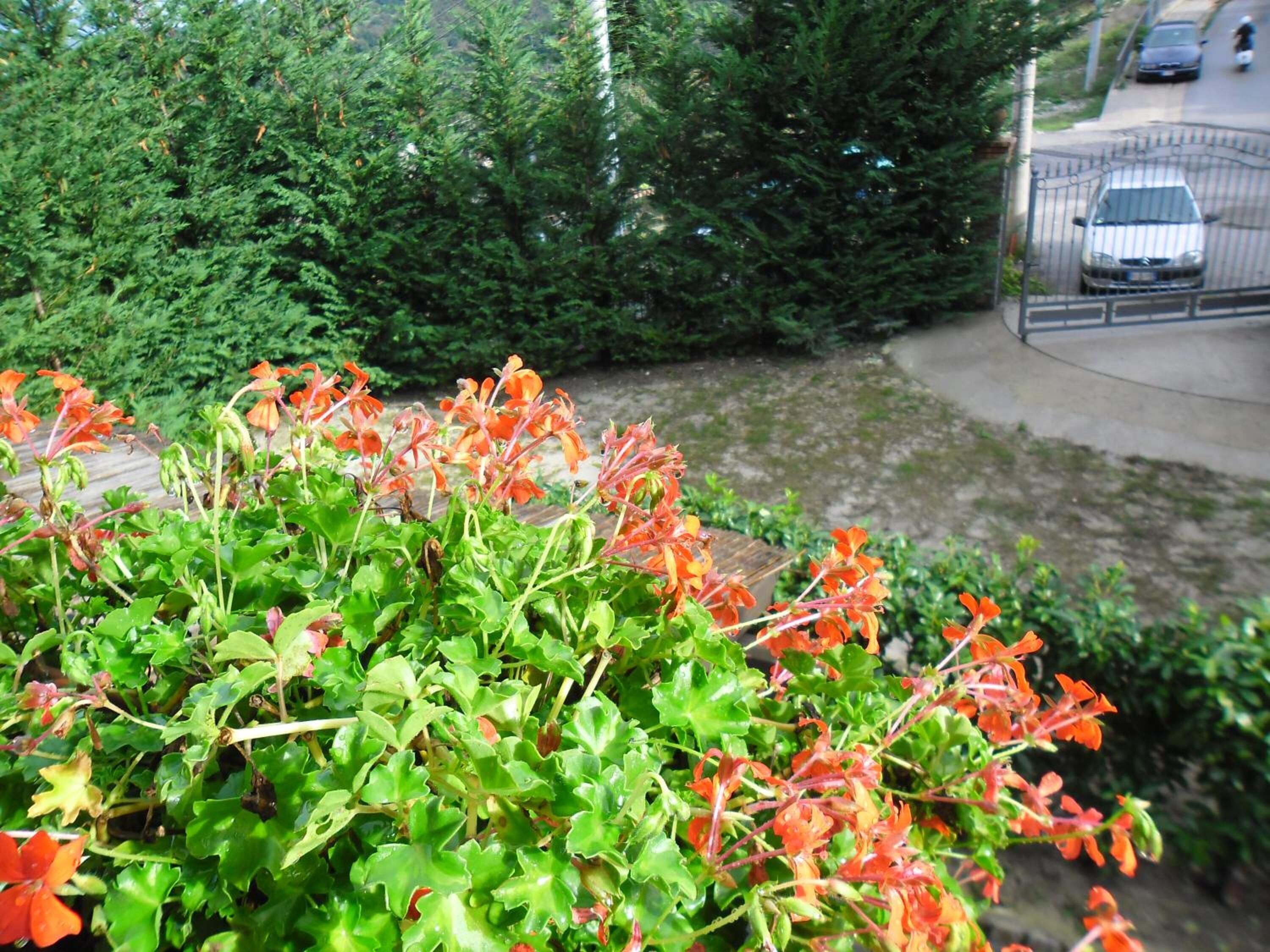 A lush garden with vibrant red flowers and dense green foliage.