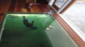 Ein von Glas umgebener Pool mit einer umlaufenden Holzterrasse.