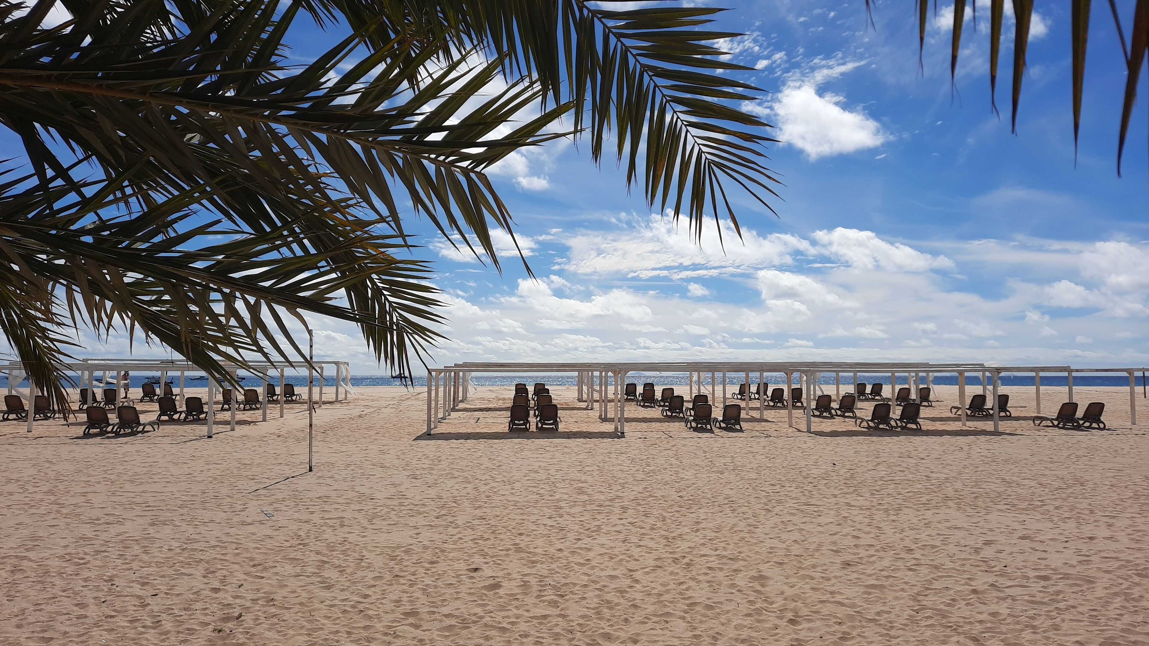 A beach with rows of sun loungers under white canopies, palm trees, and a clear sky.