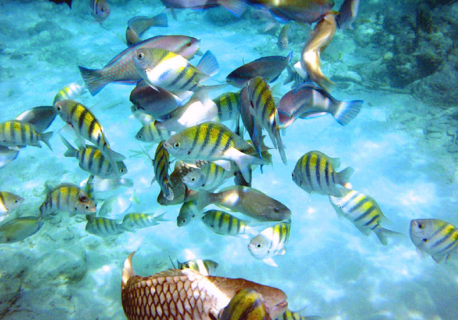 A school of fish swimming in clear water.