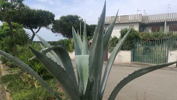 Un grand agave dans un jardin, avec un bâtiment et une clôture verte en arrière-plan.