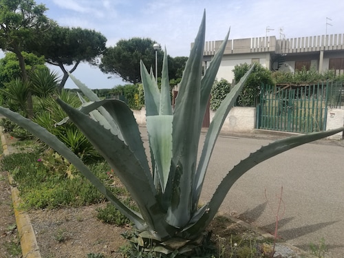 Mein kleines Haus am Meer in ruhiger Lage - Dachterrasse 35 mq..