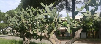 静かな場所にある海辺の私の小さな家屋上テラス35平方メートル。