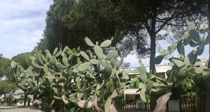 Mein kleines Haus am Meer in ruhiger Lage - Dachterrasse 35 mq..