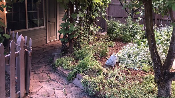 A garden pathway leading to a house with a wooden fence and a stone-paved entrance. - Fully Renovated Old Town Cottage Close to Downtown, City Park, and University  (Fort Collins)