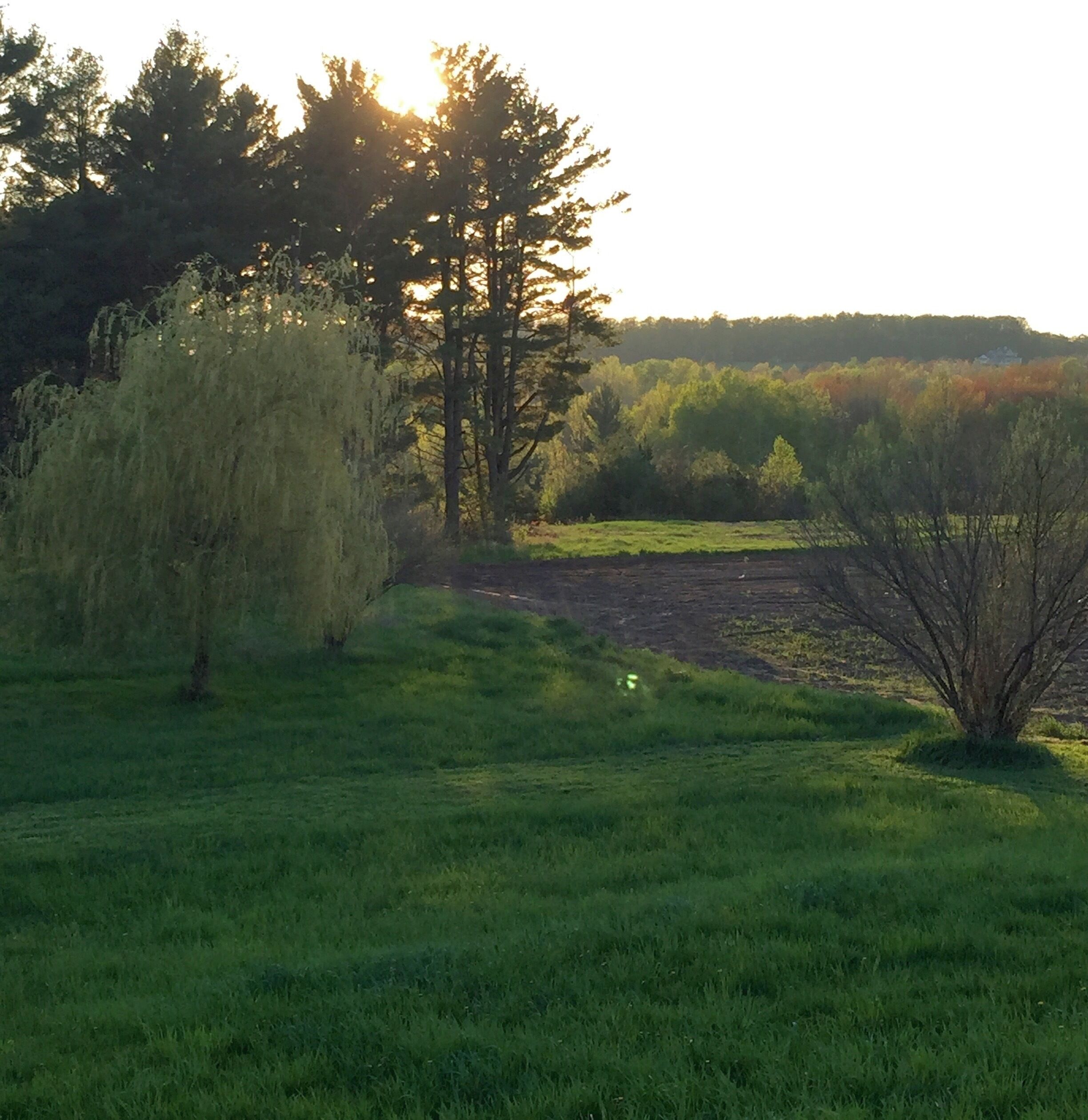 A grassy field with trees and a clear sky.
