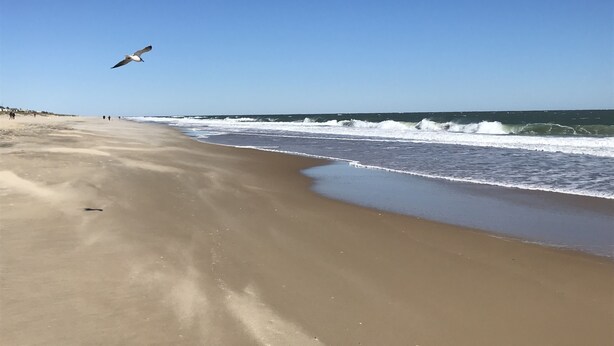 A beach with a clear sky, waves, and a seagull flying.