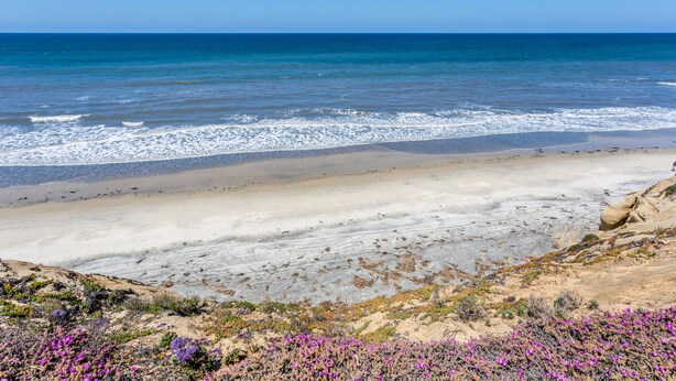 A beach with clear blue water, sandy shore, and purple flowers in the foreground. - Spacious Beach House (Solana Beach)