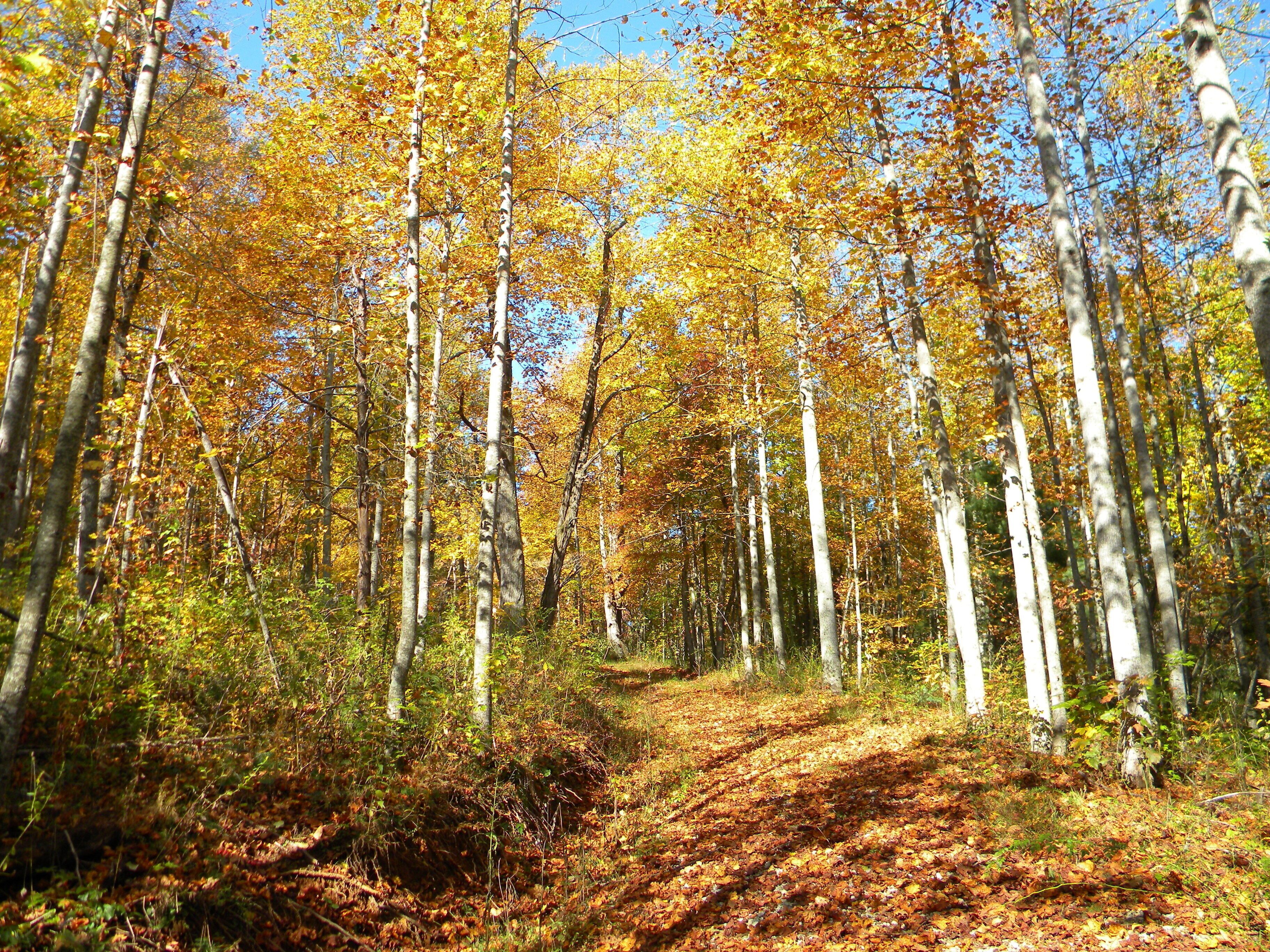 A forest path with trees and fallen leaves.