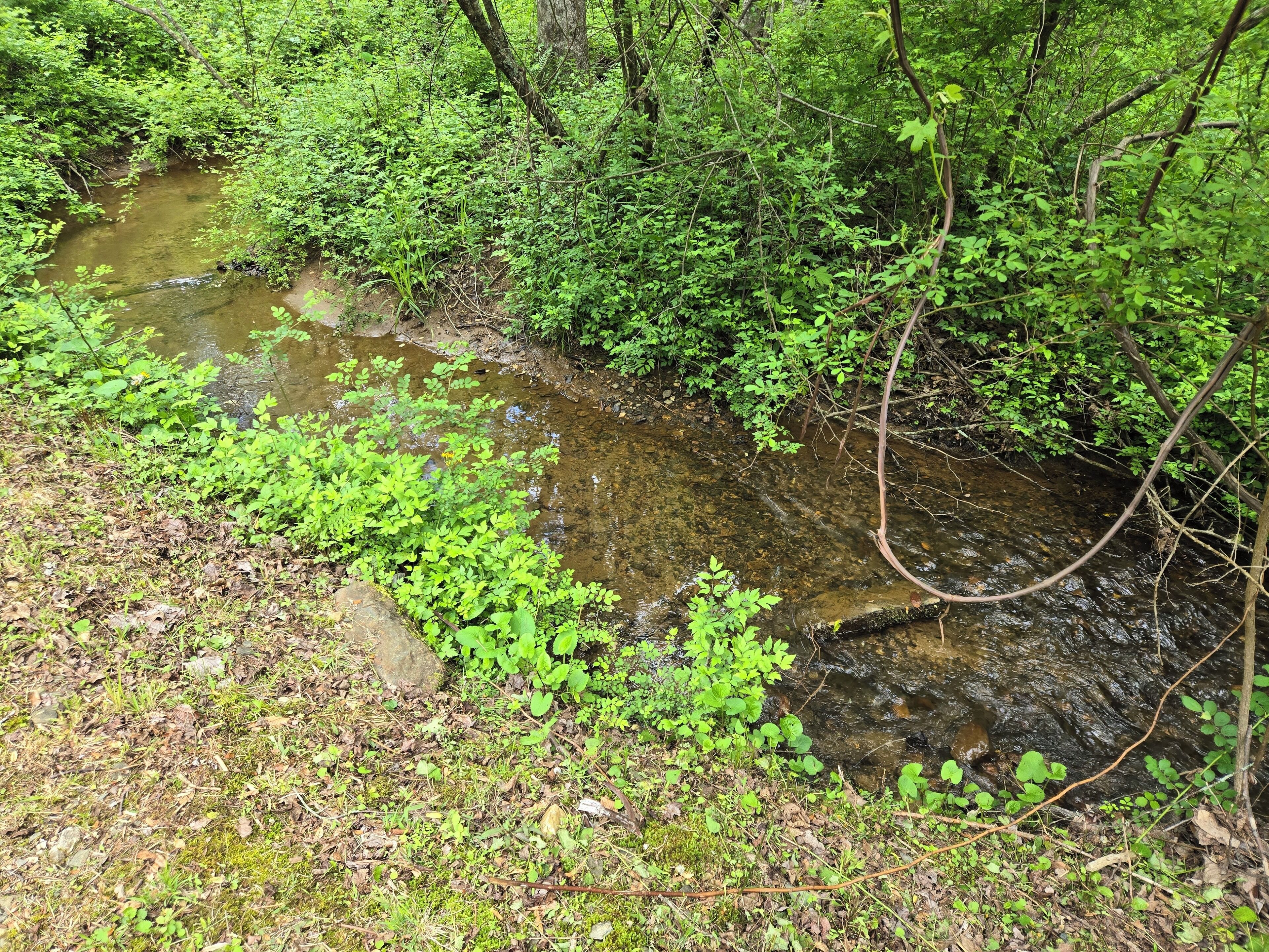 A natural stream surrounded by dense green foliage.