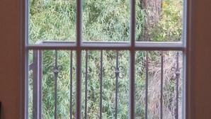 Una ventana con vista a un árbol y follaje denso.