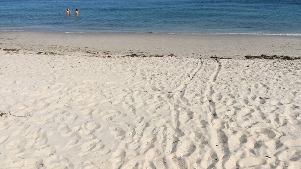 Une plage de sable où l’on peut voir des empreintes menant à l’eau.