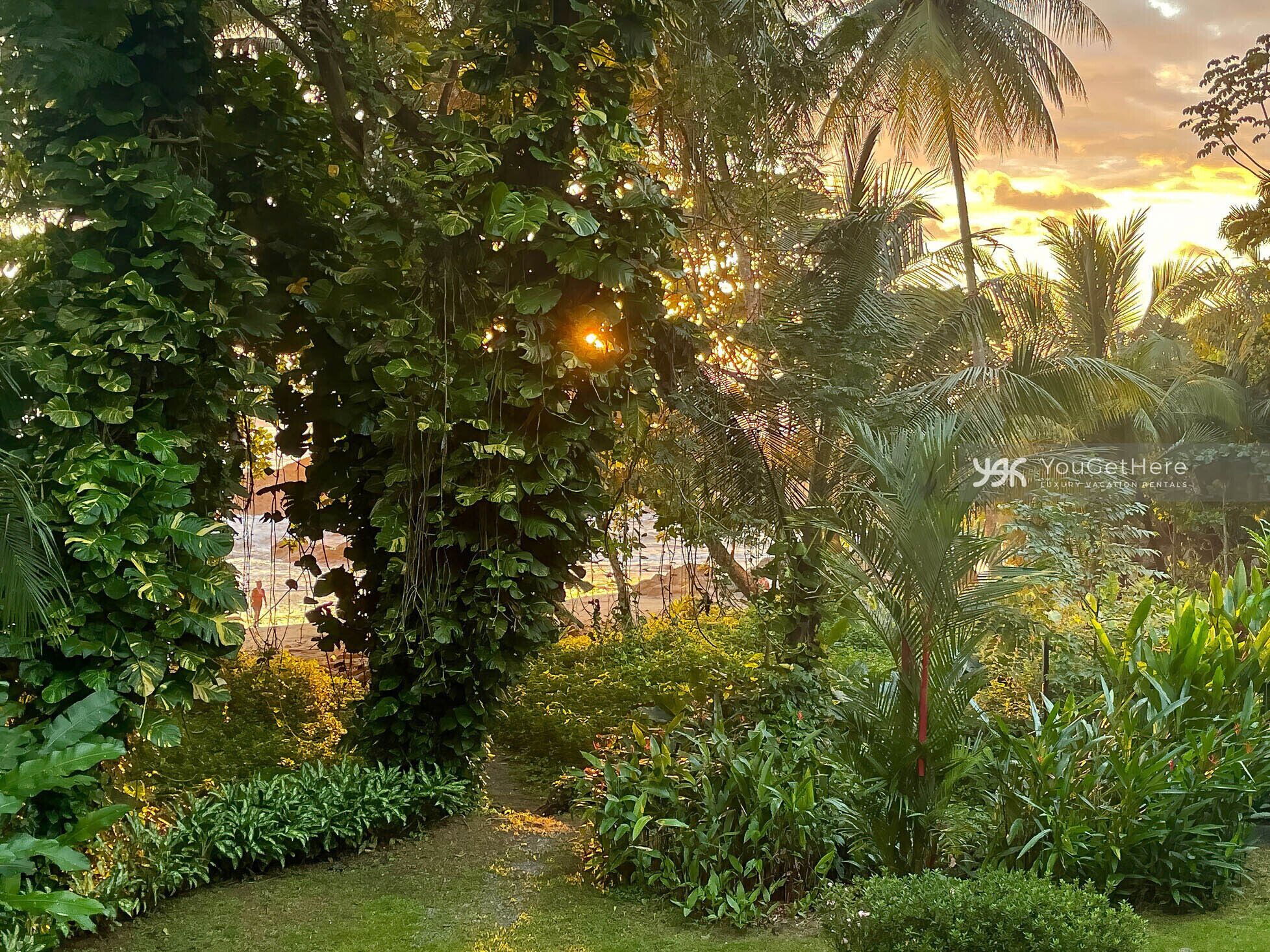 Un jardin luxuriant, avec un feuillage dense, et un sentier qui le traverse.