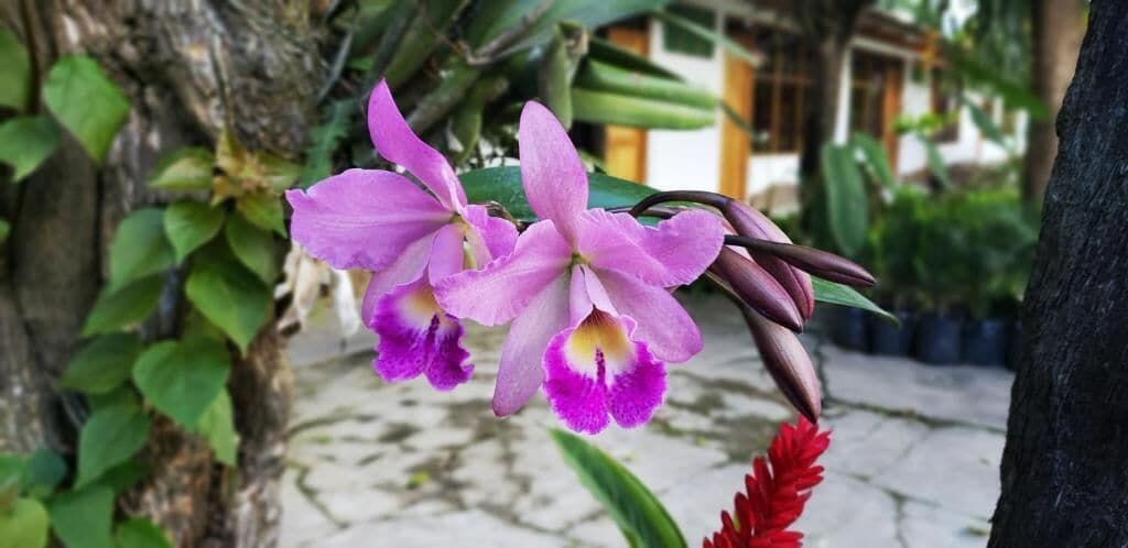 Terrein van de accommodatie