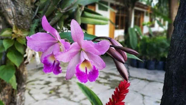 Primer plano de orquídeas púrpuras, con un fondo desenfocado de un sendero de jardín y follaje.