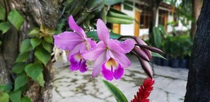 A close-up of purple orchids with a blurred background of a garden path and greenery.