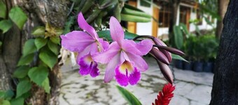 鄉村俱樂部生態 - 花園之家