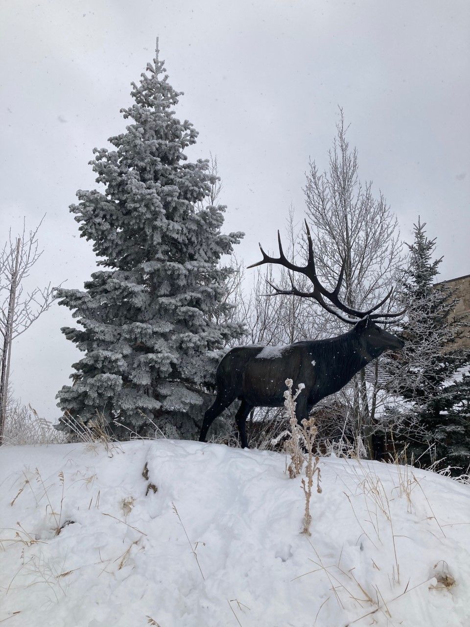 Un gran alce de pie en un campo nevado, con un árbol cubierto de nieve al fondo.