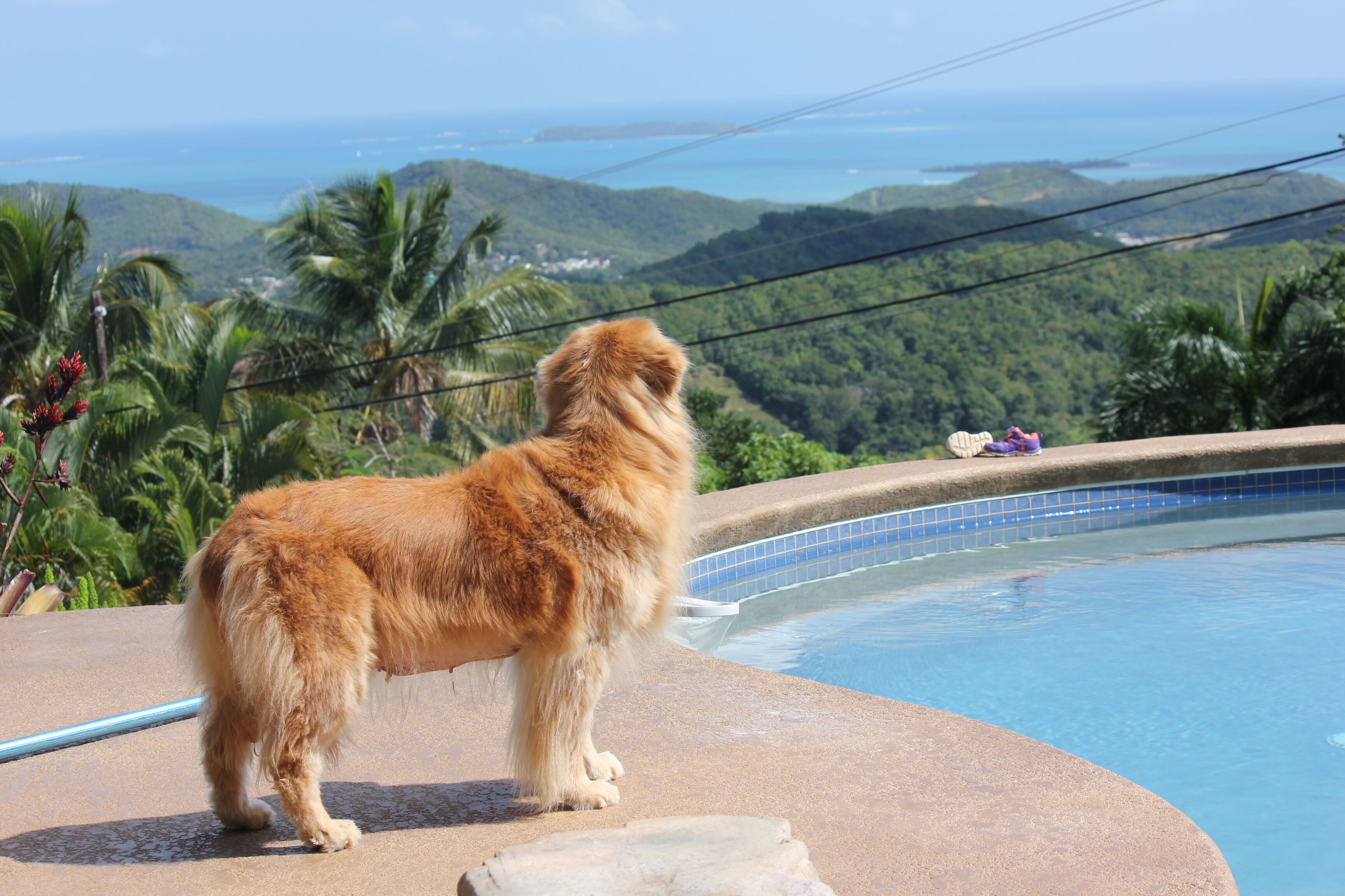 A dog standing by a pool with a view of a mountainous landscape.