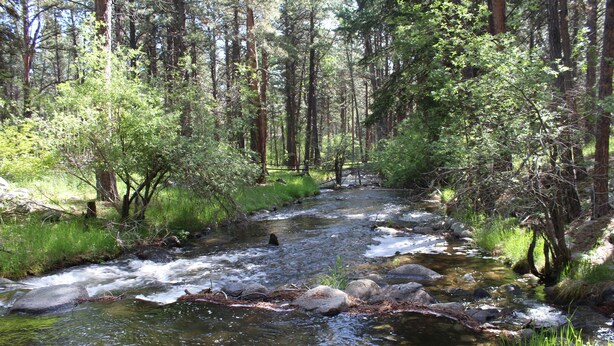 A forest stream with rocks and trees. - Storybook Cottage in the Heart of the Big Horn Mountains (Story)