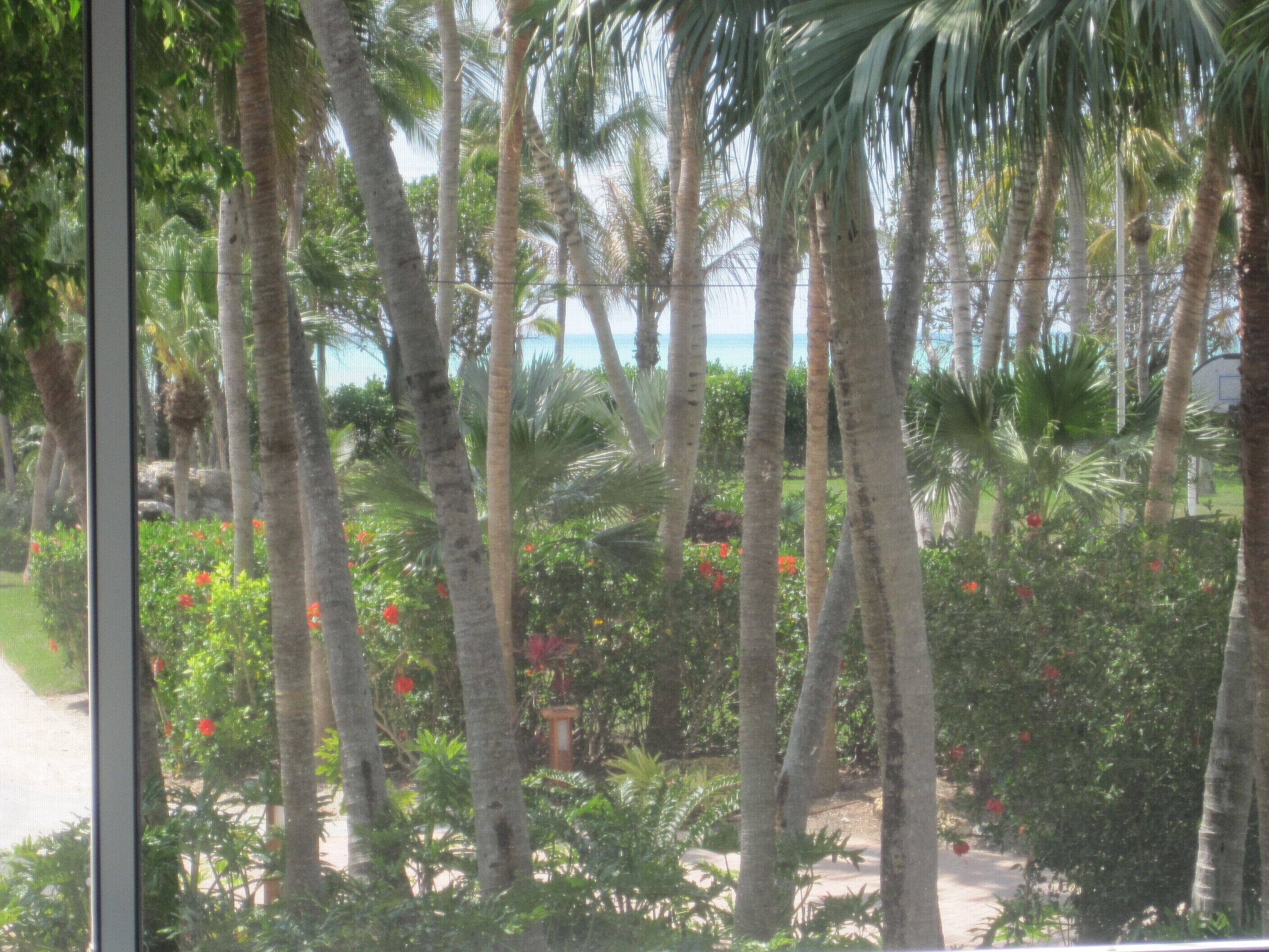 A tropical garden with palm trees and red flowers, viewed through a window.