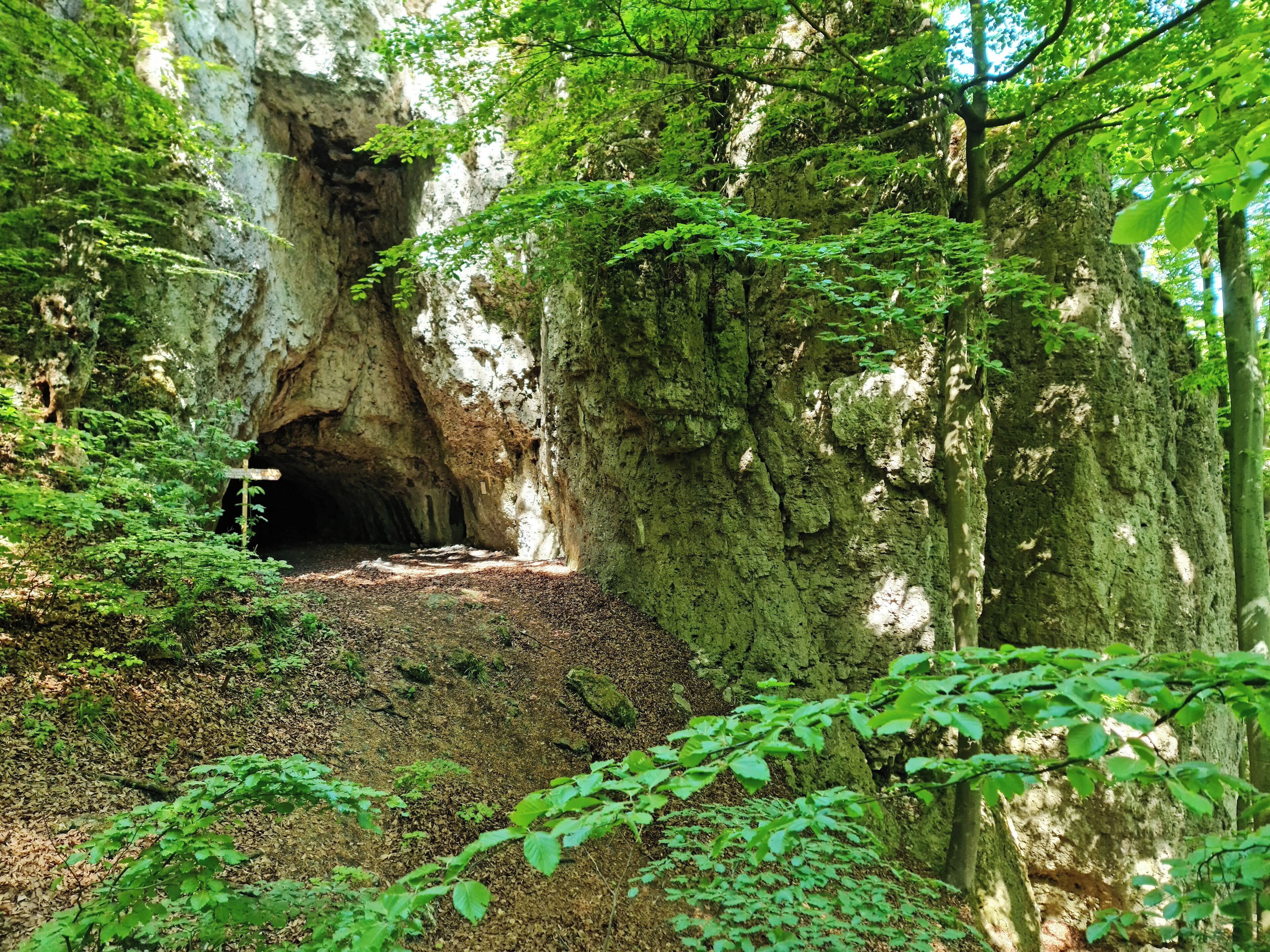 A forested area with a cave entrance, surrounded by trees and foliage.