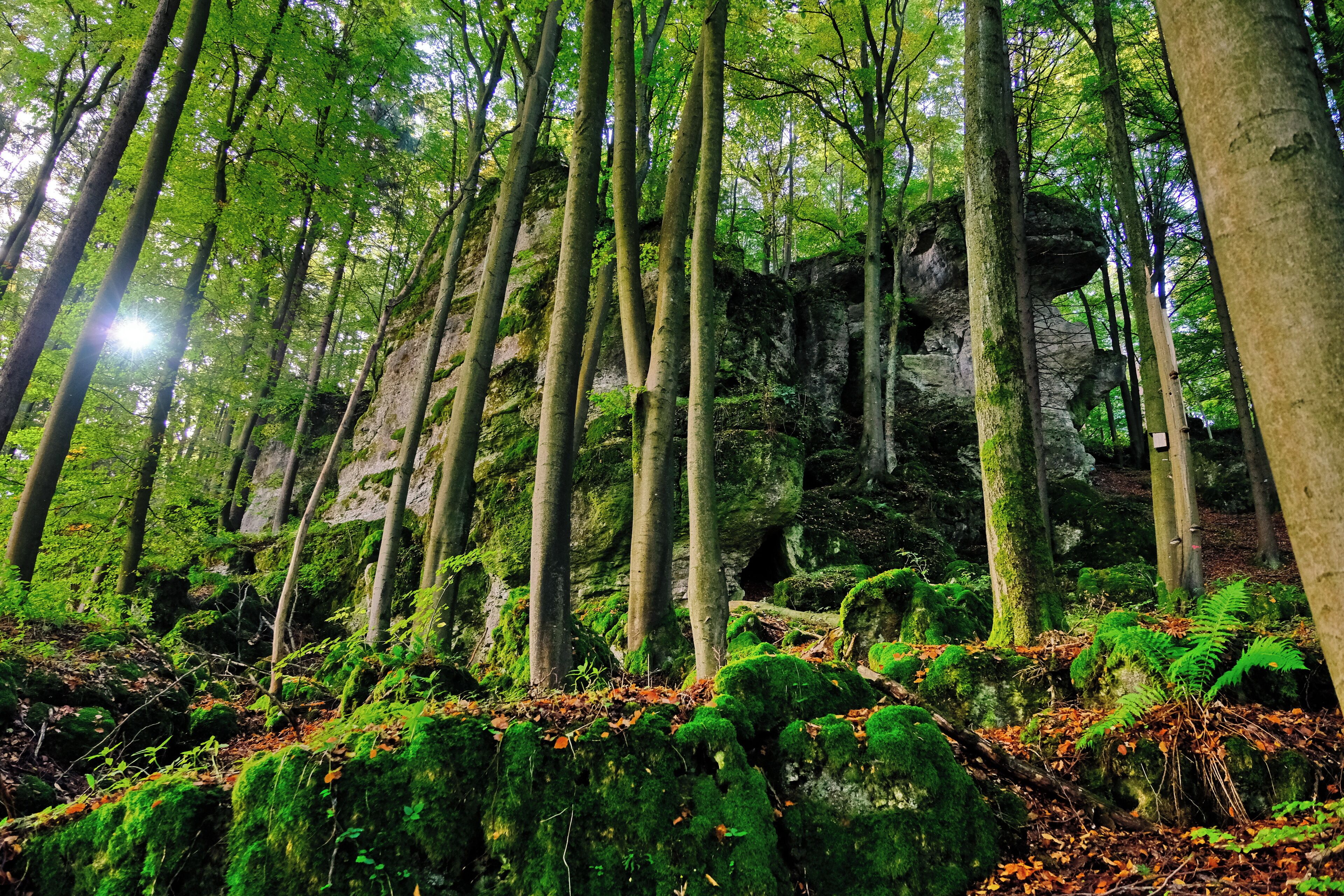 A forest with tall trees and a rocky outcrop.