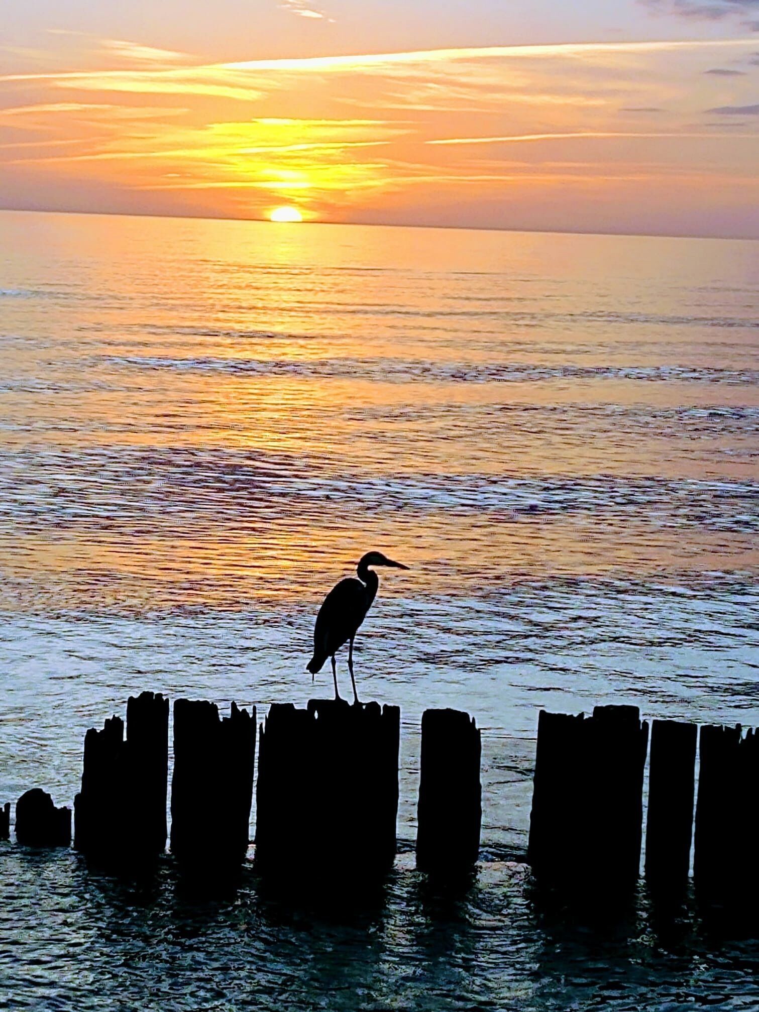 A bird standing on wooden posts by a body of water during sunset.