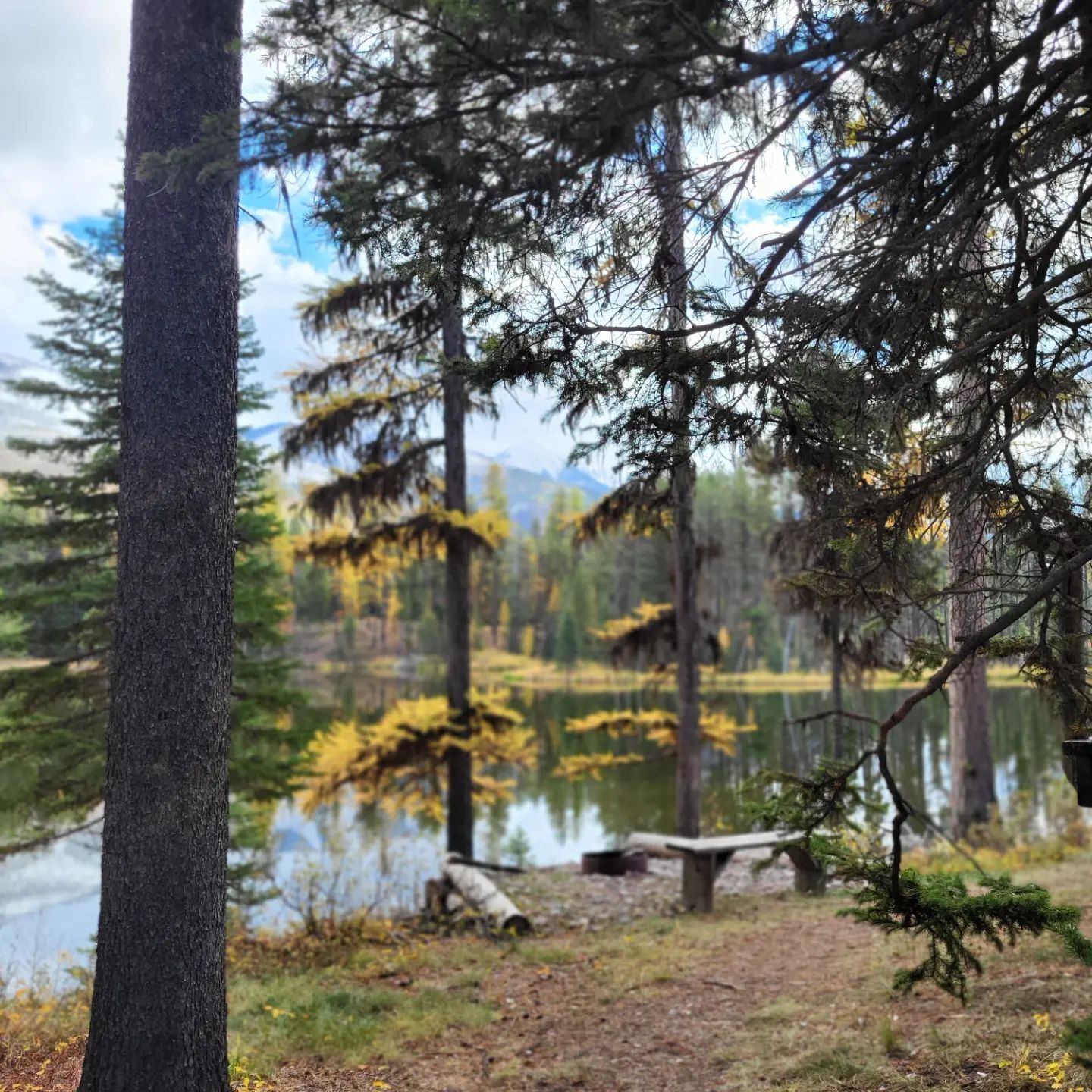Una quieta scena di foresta con un lago, alberi e una panchina.