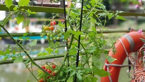 A garden with tomato plants and a buoyant orange object. - Péniche Amboise Maison d'hôtes Toulouse (Toulouse)
