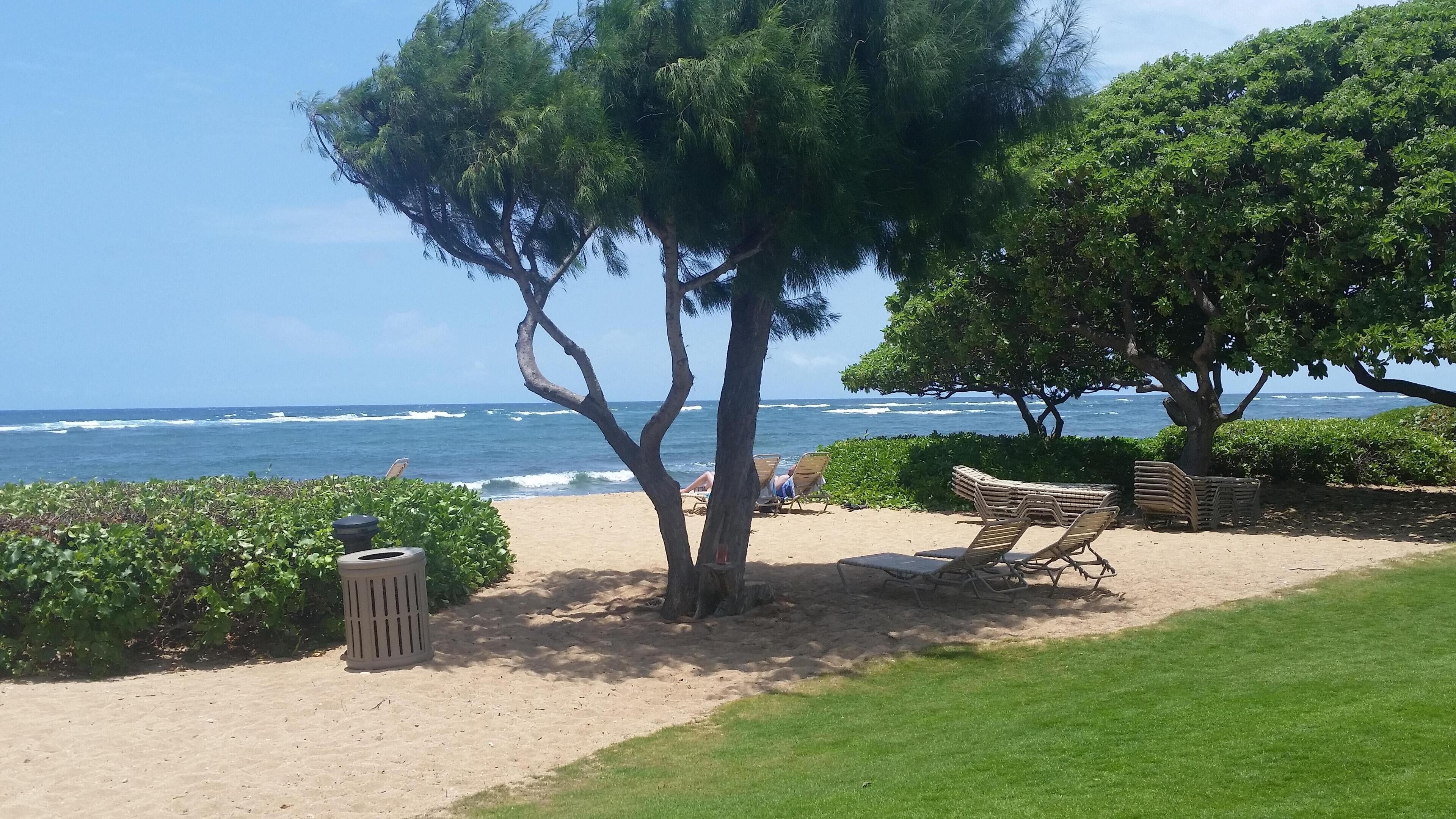 Zona de playa con vista al océano, un árbol y un bote de basura.