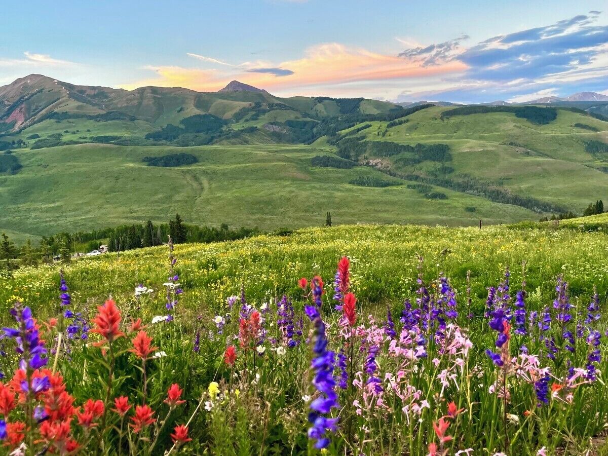 A field of wildflowers with a mountainous backdrop.